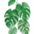 JY320 Monstera