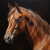 MD333 Brown Horse